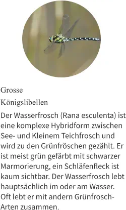 Grosse  Königslibellen Der Wasserfrosch (Rana esculenta) ist eine komplexe Hybridform zwischen See- und Kleinem Teichfrosch und wird zu den Grünfröschen gezählt. Er ist meist grün gefärbt mit schwarzer Marmorierung, ein Schläfenfleck ist kaum sichtbar. Der Wasserfrosch lebt hauptsächlich im oder am Wasser. Oft lebt er mit andern Grünfrosch-Arten zusammen.