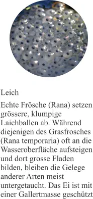 Leich Echte Frösche (Rana) setzen grössere, klumpige Laichballen ab. Während diejenigen des Grasfrosches (Rana temporaria) oft an die Wasseroberfläche aufsteigen und dort grosse Fladen bilden, bleiben die Gelege anderer Arten meist untergetaucht. Das Ei ist mit einer Gallertmasse geschützt