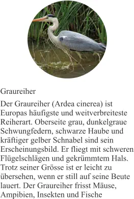 Graureiher Der Graureiher (Ardea cinerea) ist Europas häufigste und weitverbreiteste Reiherart. Oberseite grau, dunkelgraue Schwungfedern, schwarze Haube und kräftiger gelber Schnabel sind sein Erscheinungsbild. Er fliegt mit schweren Flügelschlägen und gekrümmtem Hals. Trotz seiner Grösse ist er leicht zu übersehen, wenn er still auf seine Beute lauert. Der Graureiher frisst Mäuse, Ampibien, Insekten und Fische