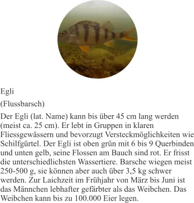 Egli (Flussbarsch) Der Egli (lat. Name) kann bis über 45 cm lang werden (meist ca. 25 cm). Er lebt in Gruppen in klaren Fliessgewässern und bevorzugt Versteckmöglichkeiten wie Schilfgürtel. Der Egli ist oben grün mit 6 bis 9 Querbinden und unten gelb, seine Flossen am Bauch sind rot. Er frisst die unterschiedlichsten Wassertiere. Barsche wiegen meist 250-500 g, sie können aber auch über 3,5 kg schwer werden. Zur Laichzeit im Frühjahr von März bis Juni ist das Männchen lebhafter gefärbter als das Weibchen. Das Weibchen kann bis zu 100.000 Eier legen.
