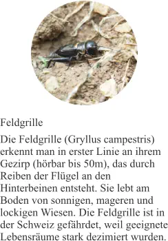 Feldgrille Die Feldgrille (Gryllus campestris) erkennt man in erster Linie an ihrem Gezirp (hörbar bis 50m), das durch Reiben der Flügel an den Hinterbeinen entsteht. Sie lebt am Boden von sonnigen, mageren und lockigen Wiesen. Die Feldgrille ist in der Schweiz gefährdet, weil geeignete Lebensräume stark dezimiert wurden.