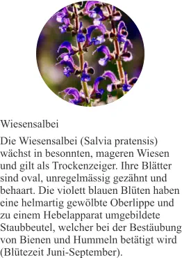 Wiesensalbei Die Wiesensalbei (Salvia pratensis) wächst in besonnten, mageren Wiesen und gilt als Trockenzeiger. Ihre Blätter sind oval, unregelmässig gezähnt und behaart. Die violett blauen Blüten haben eine helmartig gewölbte Oberlippe und zu einem Hebelapparat umgebildete Staubbeutel, welcher bei der Bestäubung von Bienen und Hummeln betätigt wird (Blütezeit Juni-September).