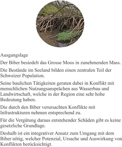 Ausgangslage Der Biber besiedelt das Grosse Moos in zunehmenden Mass. Die Bestände im Seeland bilden einen zentralen Teil der Schweizer Population. Seine baulichen Tätigkeiten geraten dabei in Konflikt mit menschlichen Nutzungsansprächen aus Wasserbau und Landwirtschaft, welche in der Region eine sehr hohe Bedeutung haben. Die durch den Biber verursachten Konflikte mit Infrastrukturen nehmen entsprechend zu. Für die Vergütung daraus entstehender Schäden gibt es keine gesetzliche Grundlage. Deshalb ist ein integrativer Ansatz zum Umgang mit dem Biber nötig, welcher Potenzial, Ursache und Auswirkung von Konflikten berücksichtigt.