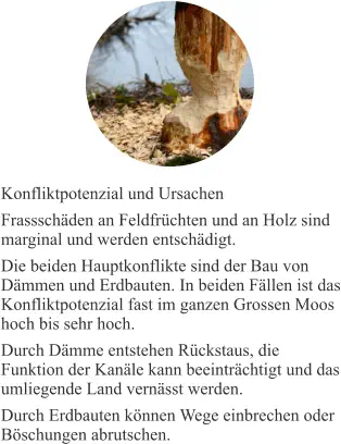 Konfliktpotenzial und Ursachen Frassschäden an Feldfrüchten und an Holz sind marginal und werden entschädigt. Die beiden Hauptkonflikte sind der Bau von Dämmen und Erdbauten. In beiden Fällen ist das Konfliktpotenzial fast im ganzen Grossen Moos hoch bis sehr hoch. Durch Dämme entstehen Rückstaus, die Funktion der Kanäle kann beeinträchtigt und das umliegende Land vernässt werden. Durch Erdbauten können Wege einbrechen oder Böschungen abrutschen.