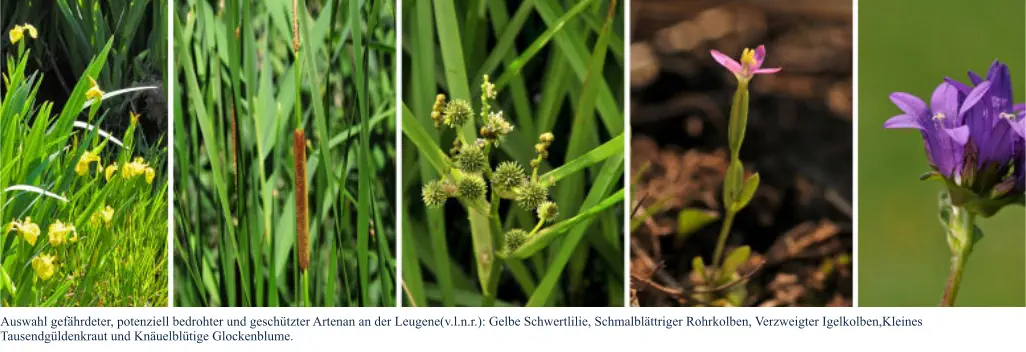 Auswahl gefährdeter, potenziell bedrohter und geschützter Artenan an der Leugene(v.l.n.r.): Gelbe Schwertlilie, Schmalblättriger Rohrkolben, Verzweigter Igelkolben,Kleines Tausendgüldenkraut und Knäuelblütige Glockenblume.