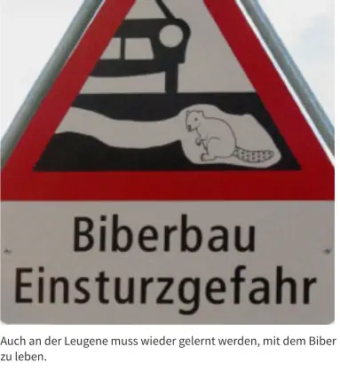 Auch an der Leugene muss wieder gelernt werden, mit dem Biber zu leben.