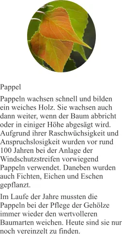 Pappel Pappeln wachsen schnell und bilden ein weiches Holz. Sie wachsen auch dann weiter, wenn der Baum abbricht oder in einiger Höhe abgesägt wird. Aufgrund ihrer Raschwüchsigkeit und Anspruchslosigkeit wurden vor rund 100 Jahren bei der Anlage der Windschutzstreifen vorwiegend Pappeln verwendet. Daneben wurden auch Fichten, Eichen und Eschen gepflanzt. Im Laufe der Jahre mussten die Pappeln bei der Pflege der Gehölze immer wieder den wertvolleren Baumarten weichen. Heute sind sie nur noch vereinzelt zu finden.