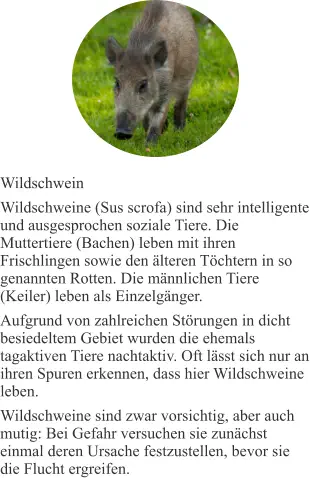 Wildschwein Wildschweine (Sus scrofa) sind sehr intelligente und ausgesprochen soziale Tiere. Die Muttertiere (Bachen) leben mit ihren Frischlingen sowie den älteren Töchtern in so genannten Rotten. Die männlichen Tiere (Keiler) leben als Einzelgänger. Aufgrund von zahlreichen Störungen in dicht besiedeltem Gebiet wurden die ehemals tagaktiven Tiere nachtaktiv. Oft lässt sich nur an ihren Spuren erkennen, dass hier Wildschweine leben. Wildschweine sind zwar vorsichtig, aber auch mutig: Bei Gefahr versuchen sie zunächst einmal deren Ursache festzustellen, bevor sie die Flucht ergreifen.