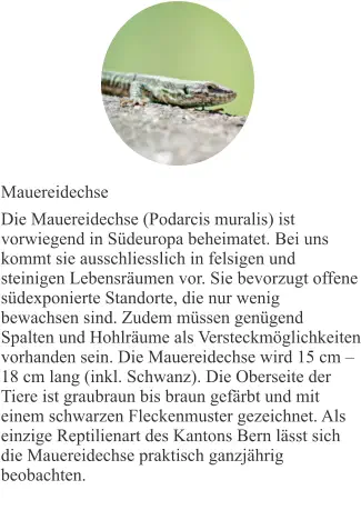 Mauereidechse Die Mauereidechse (Podarcis muralis) ist vorwiegend in Südeuropa beheimatet. Bei uns kommt sie ausschliesslich in felsigen und steinigen Lebensräumen vor. Sie bevorzugt offene südexponierte Standorte, die nur wenig bewachsen sind. Zudem müssen genügend Spalten und Hohlräume als Versteckmöglichkeiten vorhanden sein. Die Mauereidechse wird 15 cm – 18 cm lang (inkl. Schwanz). Die Oberseite der Tiere ist graubraun bis braun gefärbt und mit einem schwarzen Fleckenmuster gezeichnet. Als einzige Reptilienart des Kantons Bern lässt sich die Mauereidechse praktisch ganzjährig beobachten.