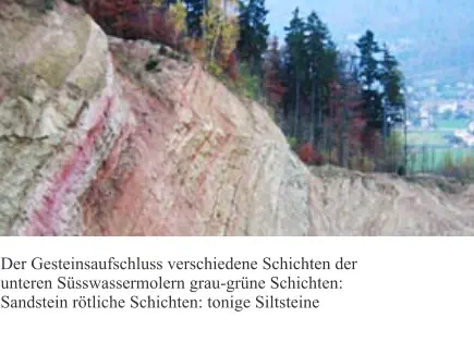 Der Gesteinsaufschluss verschiedene Schichten der unteren Süsswassermolern grau-grüne Schichten: Sandstein rötliche Schichten: tonige Siltsteine